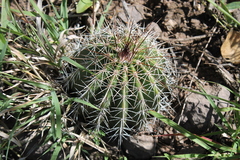 Echinocereus stolonifer tayopensis