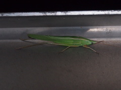 Euconocephalus varius