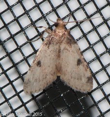 Aglossa costiferalis