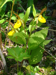 Cypripedium parviflorum pubescens