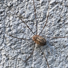 Phalangiinae