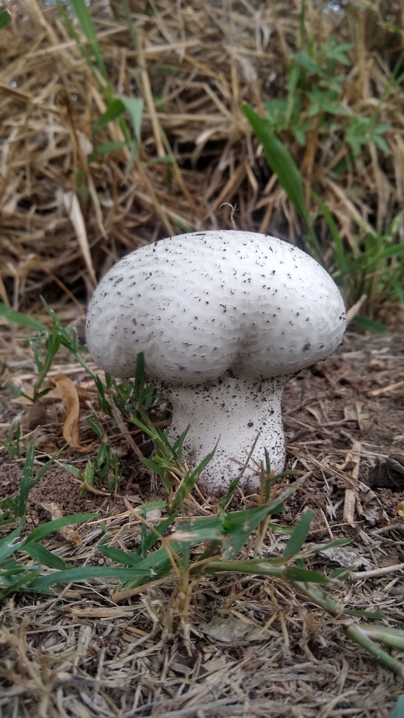 Calvatia cyathiformis · March 2023 · photo: © lechuzoologo (iNaturalist, cc-by)