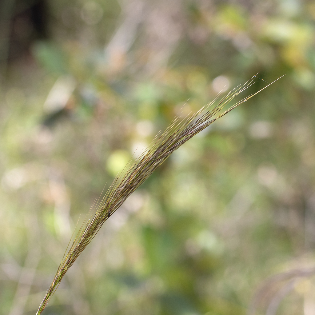 Austrostipa campylachne