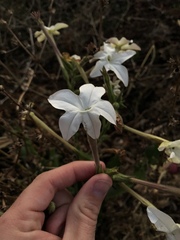 Nicotiana alata