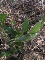 Nicotiana alata