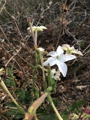 Nicotiana alata