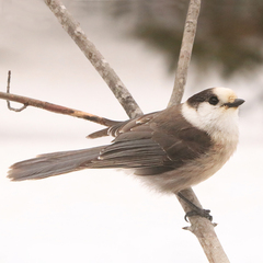 Perisoreus canadensis image