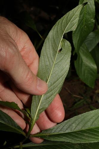Image of Hygrophila costata by (c) Greg Tasney, some rights reserved (CC BY-SA)