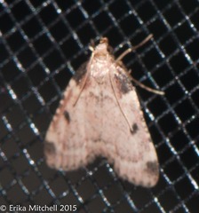 Aglossa costiferalis