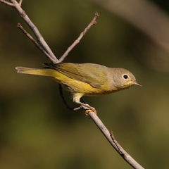 Leiothlypis ruficapilla image