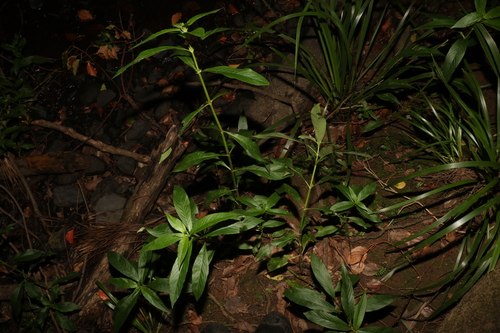 Image of Gulf swampweed by (c) Greg Tasney, some rights reserved (CC BY-SA)