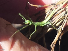 Macynia labiata