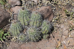 Echinocereus stolonifer tayopensis