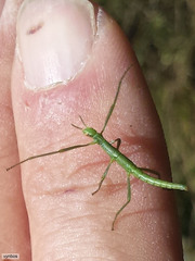 Macynia labiata