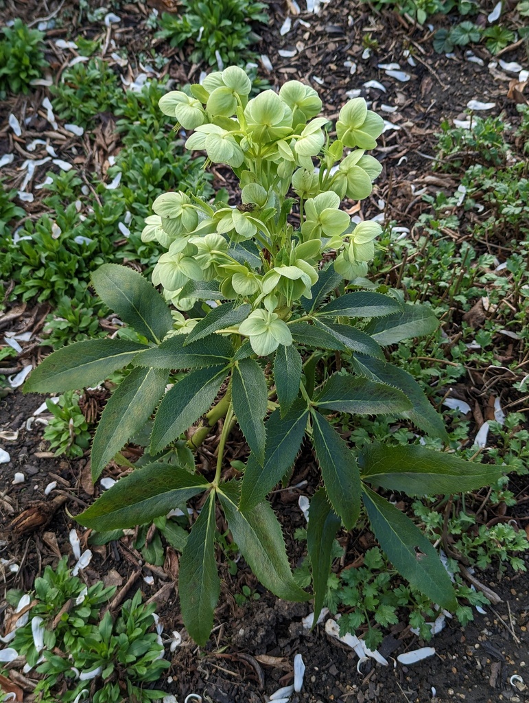 Helleborus argutifolius, Orleans House Gardens, Twickenham, UK