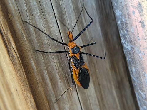 Milkweed Assassin Bug