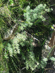 Cliffortia weimarckii