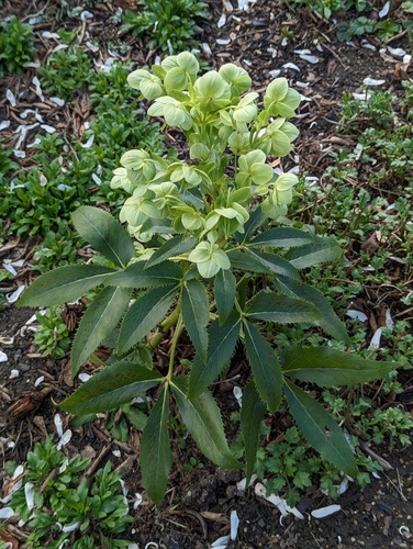 Helleborus argutifolius