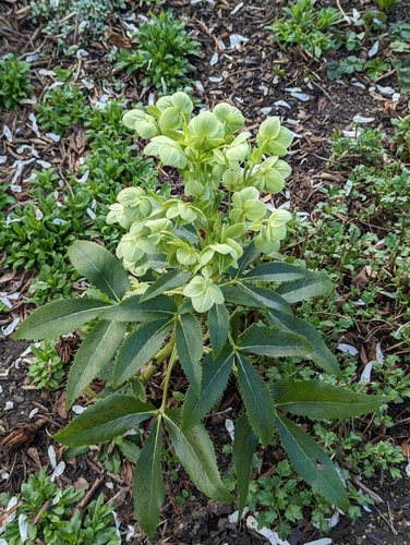 Helleborus argutifolius