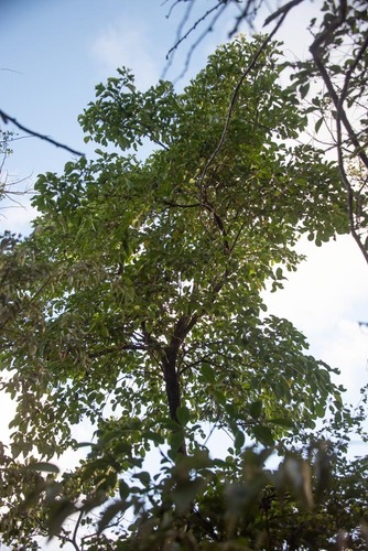 Foto de Catuaba