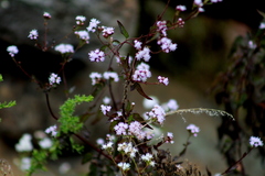 Fleischmannia pycnocephala