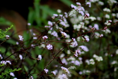 Fleischmannia pycnocephala