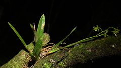 Encyclia chloroleuca, photograph (c) Alan Rockefeller, some rights reserved (CC BY)