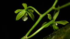 Encyclia chloroleuca, photograph (c) Alan Rockefeller, some rights reserved (CC BY)