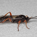 Ichneumon cessator - Photo (c) Nils-Uno Svensson, some rights reserved (CC BY-NC), uploaded by Nils-Uno Svensson