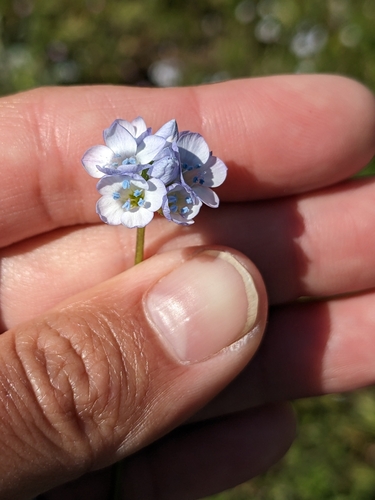 Chaparral gilia (Gilia angelensis)