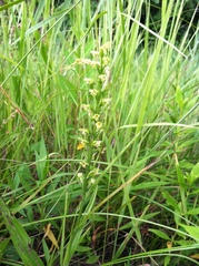 Platanthera flava