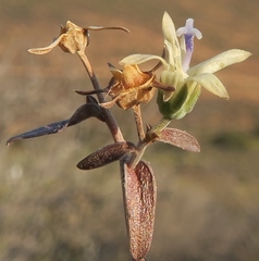 Wahlenbergia thunbergiana