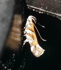 Aristotelia lespedezae