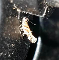 Aristotelia lespedezae