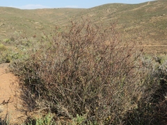 Wahlenbergia thunbergiana