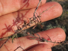 Wahlenbergia thunbergiana