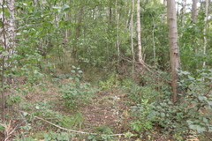 Pterostichus oblongopunctatus