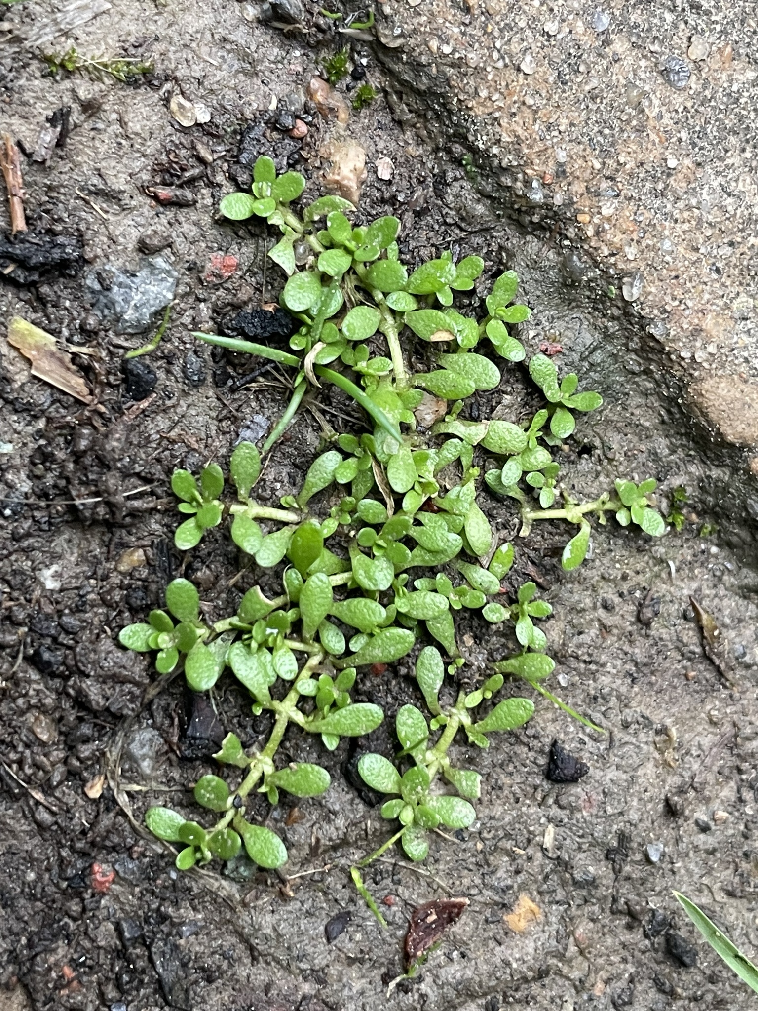 Callitriche pedunculosa