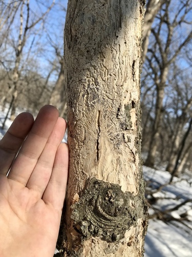 hackberry beetle