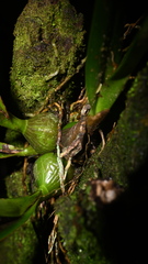 Encyclia chloroleuca, photograph (c) Alan Rockefeller, some rights reserved (CC BY)