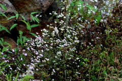 Fleischmannia pycnocephala