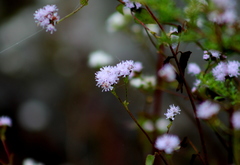 Fleischmannia pycnocephala