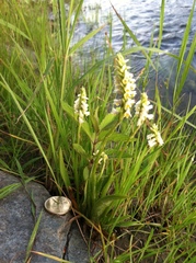 Spiranthes lucida