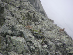 Capra pyrenaica victoriae