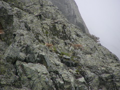 Capra pyrenaica victoriae