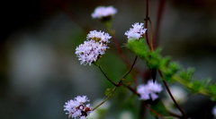 Fleischmannia pycnocephala
