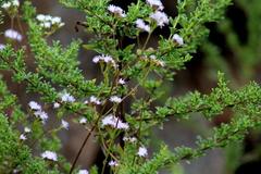 Fleischmannia pycnocephala