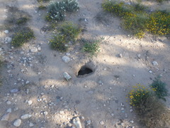 Otospermophilus variegatus