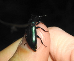 Temnoscheila virescens