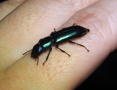 Temnoscheila virescens